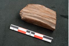 Foto (Seitenansicht) von Plantae indet.  (NHMW-GEO-2024-0188-10475)